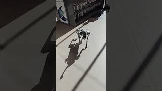 Perro robot #paraguay #asuncion #casanissei #travel