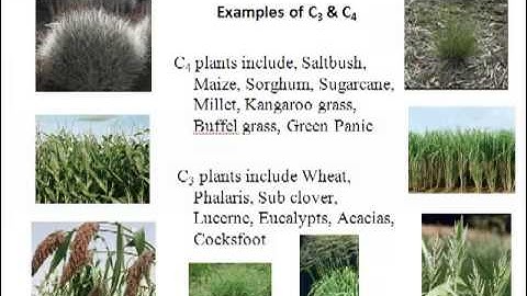 Agronomy 1 ALM110 Lecture 4