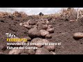 FedePapa: Innovación y Desarrollo para el Futuro del Campo - TvAgro por Juan Gonzalo Angel