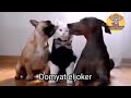 القط الدمياطي والكلب اللفته 