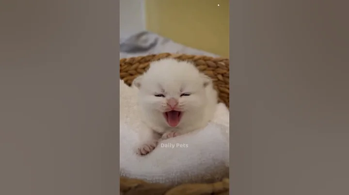 Watch the video about Cute Cats 🥰😻😻💕 #cute #cats #catshorts #kitten #dailypets #meow #catsofhorts #shorts
