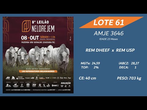 LOTE 61