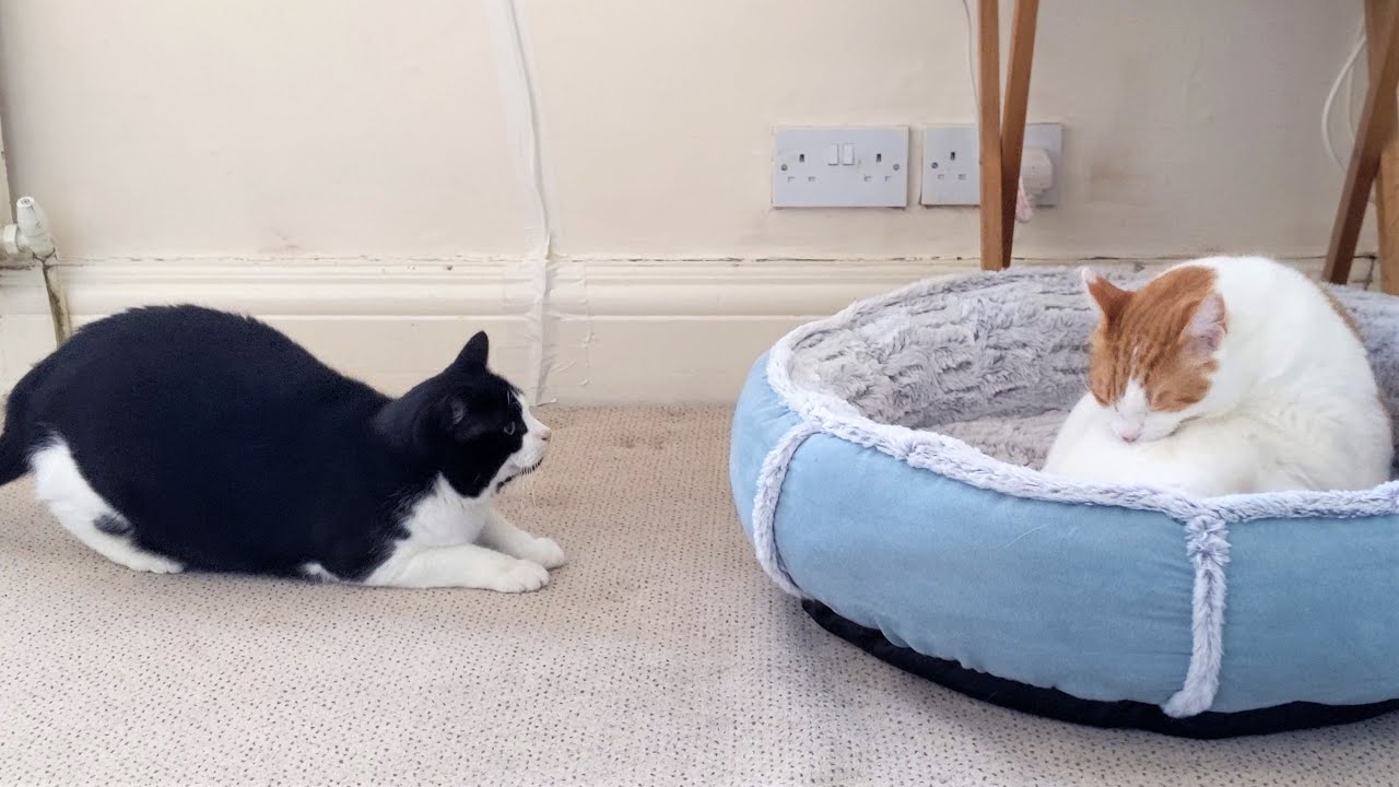 Sneak Cat Attack YouTube