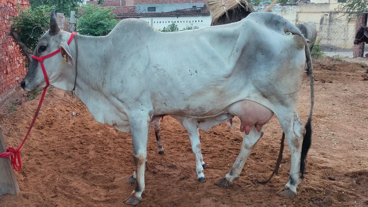 👉For🎁 sale top 💫Haryana📸 cow Sandeep ☎️👉 8198986050🏠rajput dairy