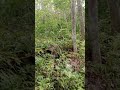 banyak anakan lengkuaa gunung