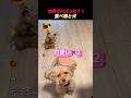 食べ物と犬🐶😋 #shorts #バズ動画 #犬