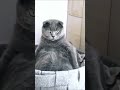 ⚠️Error 404: Cat.exe has stopped working 🐈🔋#funnycats #catmemes #ytshorts