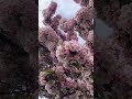 Flower Sea #flowermeditation #relaxingflowers #yogabackground #meditationbackground #sleepwell