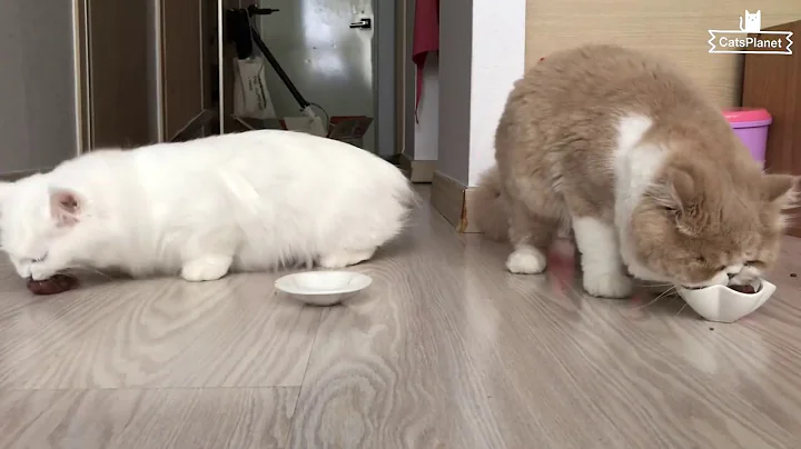 Watch the video about Video that the cat eats (Odd-eye Munchkin, Exotic)