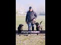 Training Labradors with #RomeoRoyvon