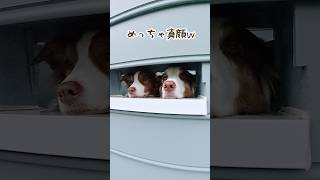犬達の自宅警備が優秀すぎて今日も平和な我が家😂【ボーダーコリー・オーストラリアンシェパード】#shorts