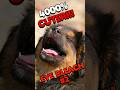 Eye Bleach # 2 || Ministry Of Memes #shorts #memes #cat #cats #dog