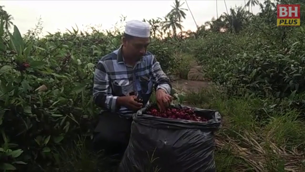 Pesara Tentera Jadi Usahawan Roselle