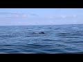 Right whale and calf spotted off Sapelo