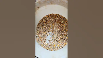 ما هو الطعام الذي اقدمه للبط Duck Azizelmotassim Babyduck البط Ducks Food Duck 