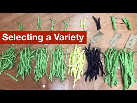 Video: Typer av bönväxter att växa - Lär dig om olika sorter av bönväxter