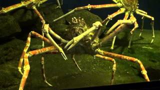 タカアシガニ（高脚蟹）　Japanese giant crab (The World's lagest arthropod.)