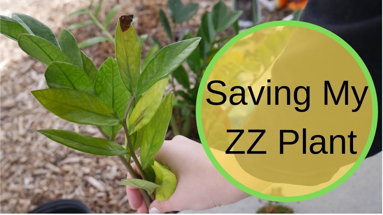 Potting Houseplants A Plant Haul And Saving My Zz Plant From Root Rot Youtube