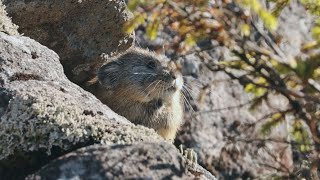 ナキウサギが冬支度   北海道鹿追町