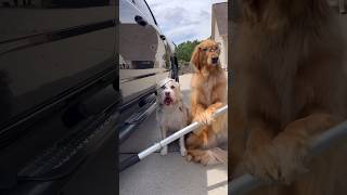 My dogs destroyed my truck dog goldenretriever