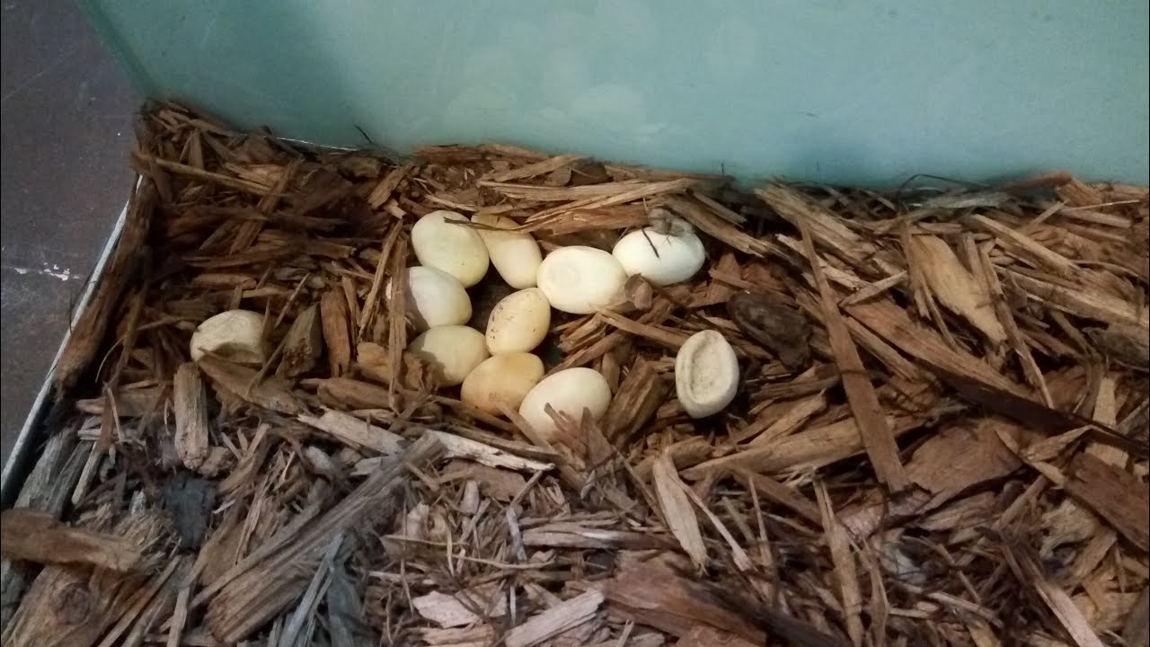 Eastern King Snake Clutch of 21 Eggs! YouTube