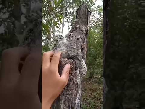 طائر يتشكل علي شكل جذع الشجره سبحان الله الخالق