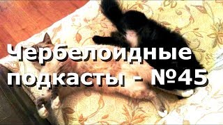 Чербелоидный подкаст #45 - Нож, трусы и два кота Чербелоидный подкаст #45 - Нож, трусы и два кота