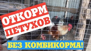 картинка: КАК ОТКОРМИТЬ ПЕТУХОВ что делать когда много петухов?