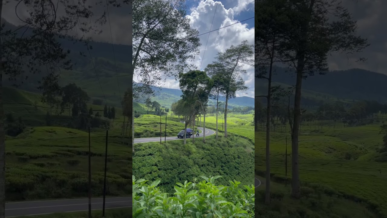 Indah Pemandangan Kebun Teh Rancabali Ciwidey #rancabali #ciwidey  #bandung