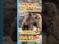 パンチくん【2026年6月7日撮影】友達と触れ合うパンチくん #がんばれパンチ #punch #HangInTherePunch #市川市動植物園【Punch the monkey】N06