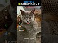 面白すぎる猫の寝起きランキング😆TOP6