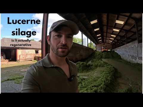Cutting Lucerne Silage, And Why its Not What You Think