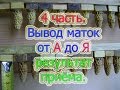 4 часть  ВЫВОД МАТОК от А до Я ДЛЯ НАЧИНАЮЩИХ, РЕЗУЛЬТАТ ПРИВИВОК🔥🔥🔥