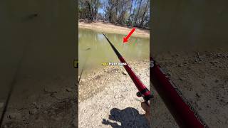 Catching Bluegill With The BIGGEST Rod From Bass Pro 💀