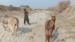 Majestic Donkey In Action Powerful & Beautiful Donkey Videos Donkey Lovers Must Watch