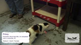 Animal Care Society Cats for adoption!