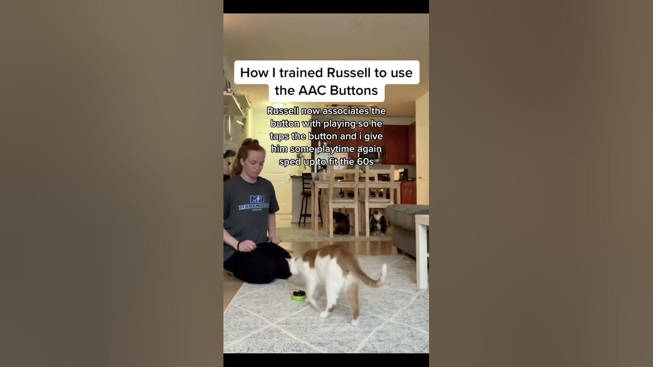 How I Trained My Cat To Use Speech Buttons YouTube