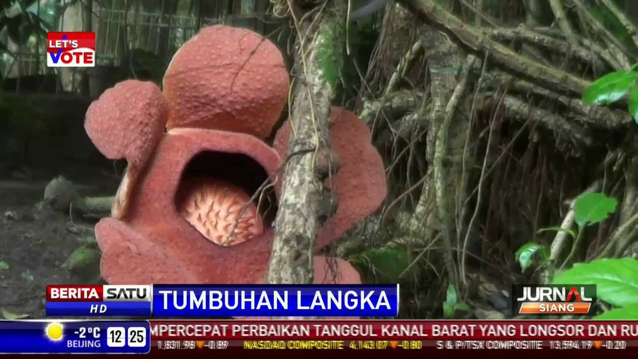  Bunga  Bangkai Langka  Tumbuh di Kebun Raya Bogor YouTube