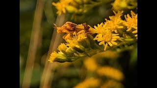 Ambush Bug