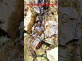 चट्टान से पानी निकल रहा है 😳#वायरल वीडियो#युटुबवीडियो #चट्टान
