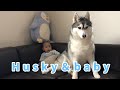 【犬と赤ちゃん】優しすぎるハスキー犬の子育て【Husky】 adorable baby and dog　＃１