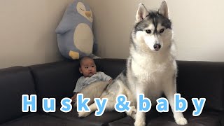 【犬と赤ちゃん】優しすぎるハスキー犬の子育て【Husky】 adorable baby and dog　＃１