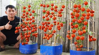 Discover The Secret To Easily Growing Tomatoes In Plastic Bottles For Lots Of Juicy Fruit