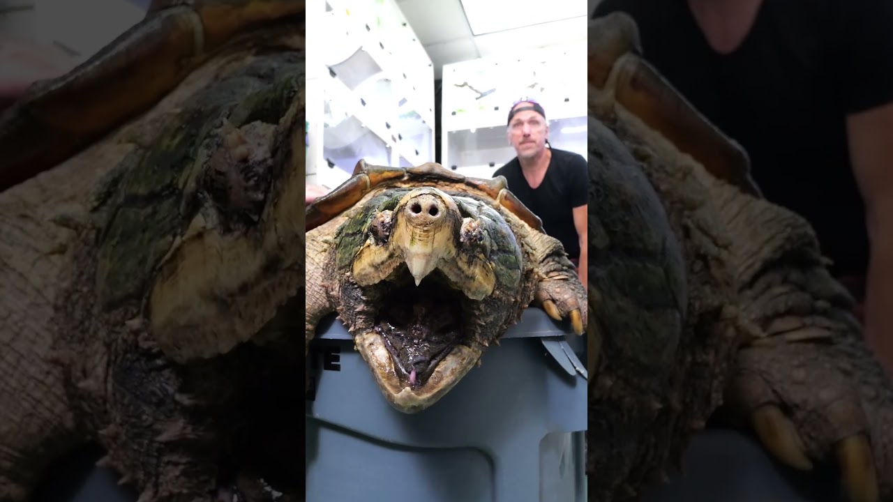 Removing Giant Throbbing Sack From Our Turtle! ( UPDATE ) #animals