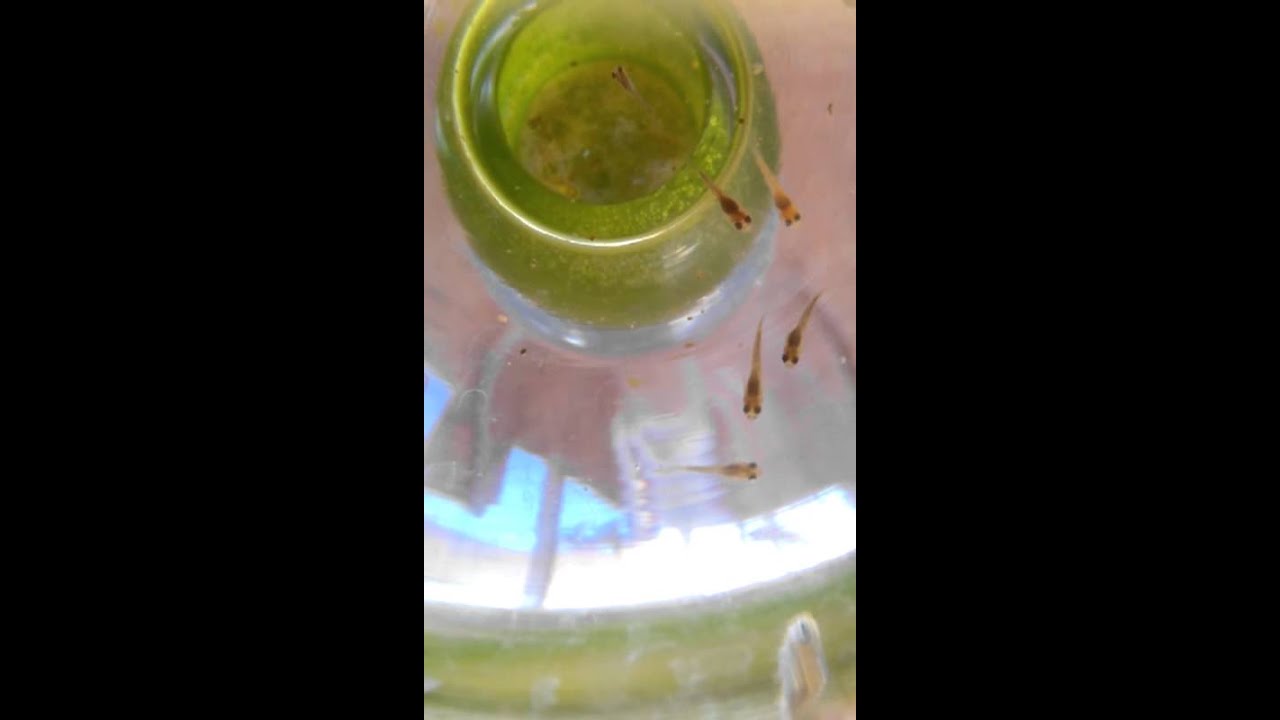 hawaii quarterback Guppy Fry 1 1/2 month