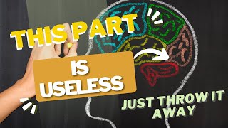 11 Fun Facts About Your Brain