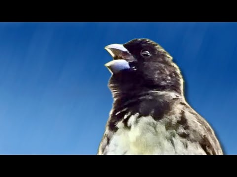 Papa Capim Cantando, Canto Mateiro