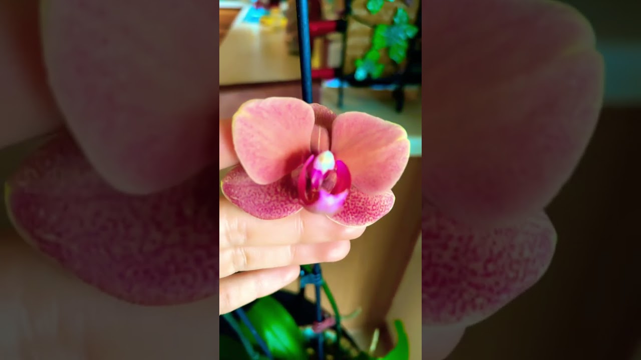 Orquídea florece  en el 2023