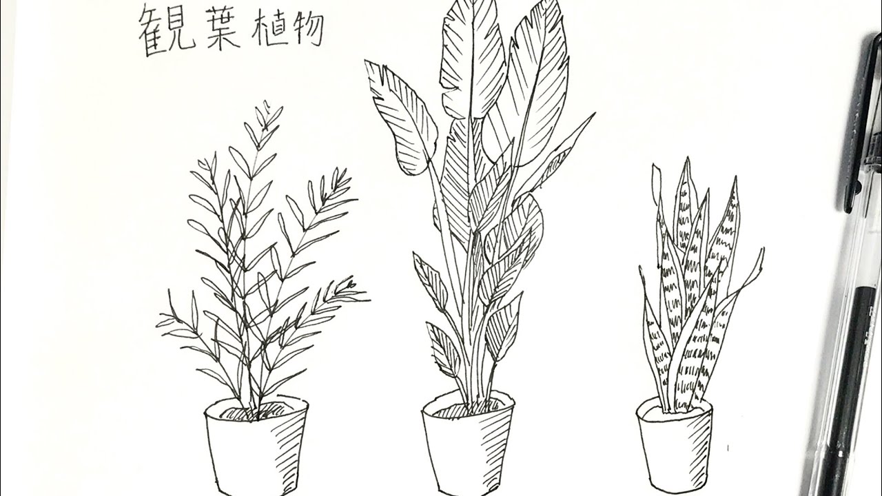 4分でわかる観葉植物のペン画の書き方 Youtube