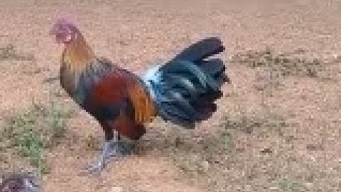 Saib qaib qus txuam 1 zoo nraug heev